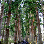 Soba Chaya Gokurakubou - 戸隠の杉並木