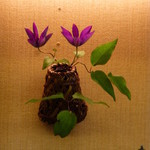 山玄茶 - 2015年6月ランチ