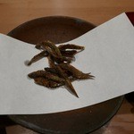 美山荘 - 【アジメドジョウとゴリ】♫2015/5