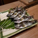 【あまご（天魚）】2015/5