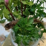 ランベリー ナオト キシモト - 稚鮎のフリット