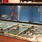 ささいずみ - カウンター内のいけす。伊勢海老がいます。