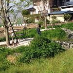 ドロフィーズカフェ - お庭