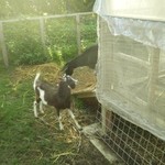 オクマ プライベートビーチ ＆ リゾート - 山羊がいました・・