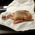 サンフォコン - ランド産鳩