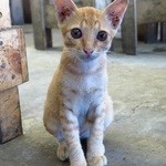 Cơm tấm 2 CHỊ EM - 店内の雰囲気