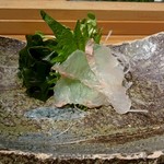 すし屋のさい藤 札幌本店 - 鯛