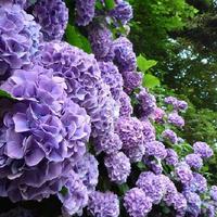 HIGASHIYA GINZA - 