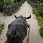 星のや竹富島 - 一番人気のサブロー(♂)16歳