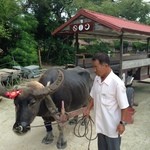 星のや竹富島 - 朝の静けさ 水牛車散歩(30分)