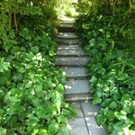 AIDA - トトロの道を抜けると・・・