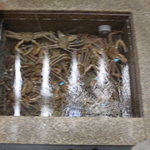 料亭　新保 - このような水槽があちこちにあります。