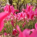 和風レストラン やまさ - 