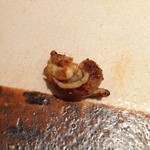 すし匠 まさ - Ｈ27.6