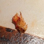 すし匠 まさ - Ｈ27.6