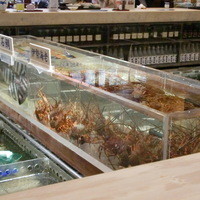 稚加榮 本店 - カウンター前いけす