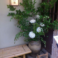 御曹司 松六家 - 