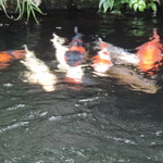 横浜うかい亭 - 