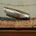 一心鮨 光洋 - コハダだったかな？