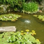 妙心寺山内 退蔵院 - 余香苑　ひょうたん池