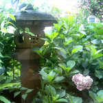 しろ兵衛 - 和室の客席からの紫陽花