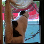 39001590 - 看板猫ちゃん