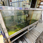 支笏湖観光センター - 水槽の中でも元気にヒメマスが泳いでいました。