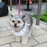 和泉屋傳兵衛 - ポメのミックスちゃん♡