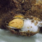 にし与 - 帆立フライ断面