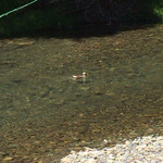 Momijiya - 真鴨？
      二羽並んで泳いでいましたが…
      一羽だけの撮影。