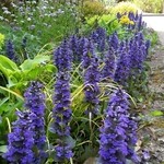 シーズンテラス - ブルーの美しいアジュガ