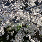 蕎麦処 空庵 - 満開の枝垂れ桜