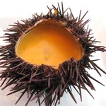 銀座 シェ・トモ - 生ウニの貴婦人風