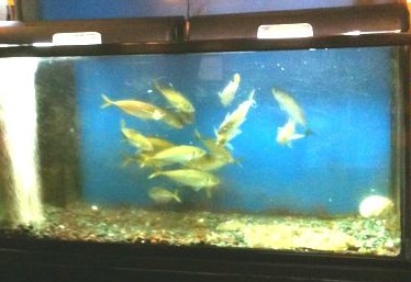 Uogashi Zushi photo 5