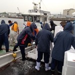 天狗家食堂 - 2015.6.11　こいわし初入荷の様子　船倉からこいわしをバケツですくって、発布スチロールの箱に積み込みます。