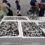 天狗家食堂 - 2015.6.11　船から荷揚げされたこいわし。すぐに目の前にある市場でセリにかけます。