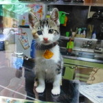 和洋御菓子司とらや - 看板猫の写真