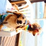 サーファーズ - 