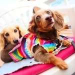 サーファーズ - 