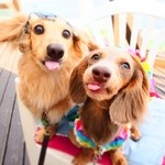 サーファーズ - 