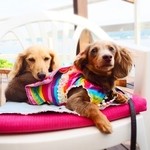 サーファーズ - 