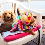 サーファーズ - 