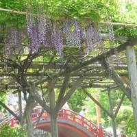 江戸懐石 若福 - 新館１階から見える藤棚