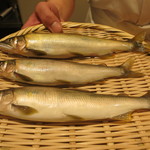 日本料理 太月 - 27年6月　四万十鮎