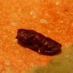 割烹・蕎麦 波と風 - 