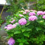 ユカフェ - まだ色づき始めたばかり