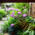 ユカフェ - 前回だとかなり咲いてるので今週か来週でおわりでしょうかね、あいさい