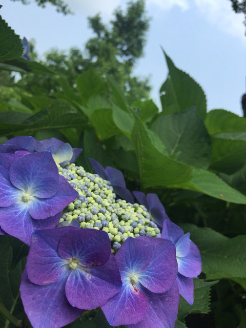 四季の茶屋 - 6月は紫阳花畑が见顷