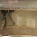 うなぎ 魚政 - 水槽で泳ぐ赤ちゃんウナギ