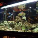 旬家 - たくさんの水槽がカウンターにずらり…